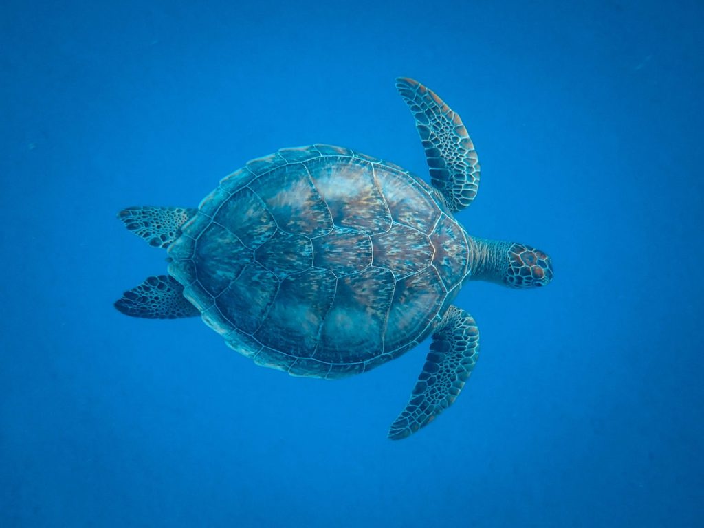 ilesparadis-decouverte-tortues1