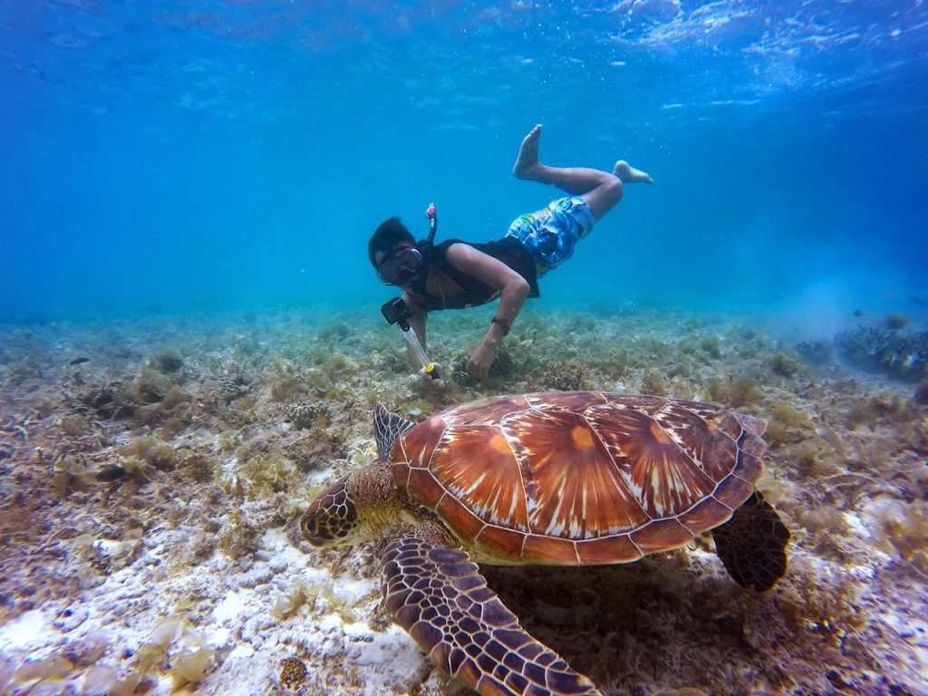 ilesparadis-decouverte-tortues2