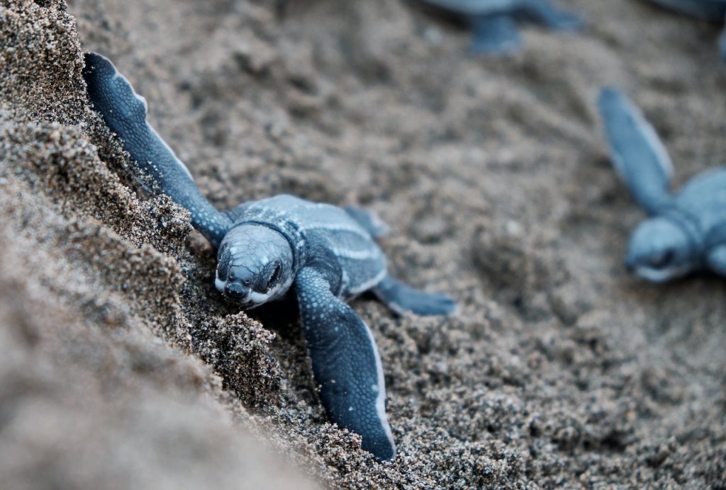 ilesparadis-decouverte-tortues3