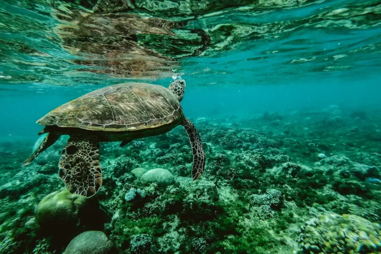 ilesparadis-decouverte-tortues